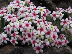 یاسمن صخره ای